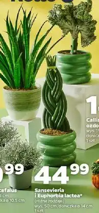 Netto Euphorbia lactea 14 cm oferta