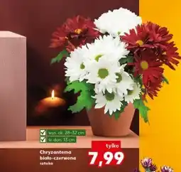 Kaufland Chryzantema Ok oferta