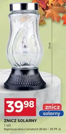 Stokrotka Optima Znicz oferta