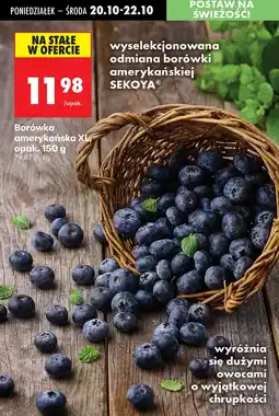 Biedronka Borówka amerykańska XL Sekoya oferta