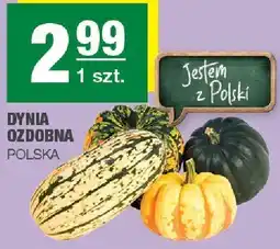 Spar Dynia ozdobna Polska oferta