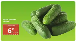 Dino Ogórek gruntowy na wagę Dino oferta