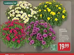 ALDI Chryzantemy oferta