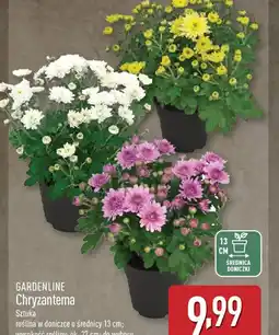 ALDI GARDENLINE Chryzantema oferta