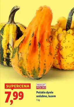 Lidl Dynia ozdobna oferta
