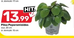 Bricomarche Pilea E oferta