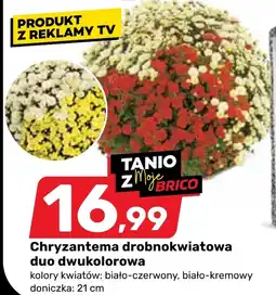 Bricomarche Chryzantema Duo oferta