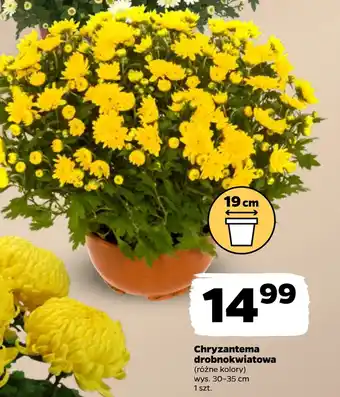 Netto Chryzantema oferta
