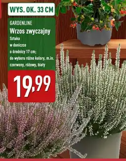 ALDI Wrzos Gardenline oferta