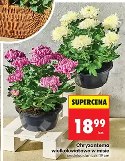 Biedronka Chryzantema oferta