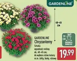 ALDI Chryzantema 19 cm Gardenline oferta