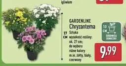ALDI Chryzantema 27 cm Gardenline oferta