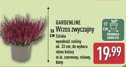 ALDI Wrzos zwyczajny 33 cm Gardenline oferta