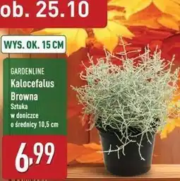 ALDI Kalocefalus don. 10.5 cm Gardenline oferta