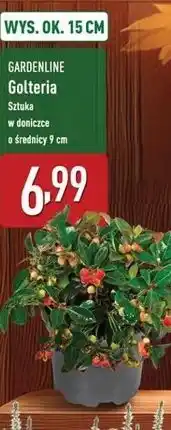 ALDI Gloteria 9 cm Gardenline oferta