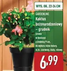 ALDI Grudnik 22-24 cm Gardenline oferta