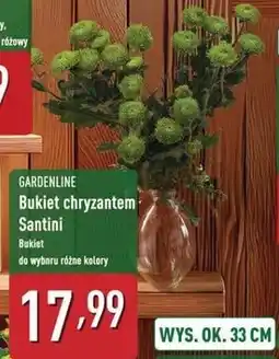ALDI Bukiet chryzantem santini 33 cm Gardenline oferta