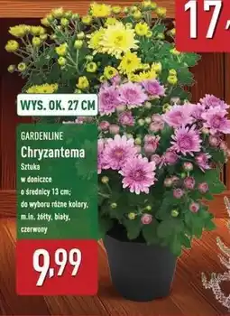 ALDI Chryzantema Gardenline oferta
