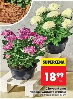 Biedronka Chryzantema wielokwiatowa w misie 19 cm oferta
