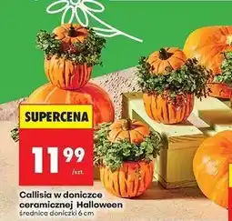 Biedronka Callisia w doniczce ceramicznej halloween oferta