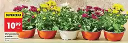 Biedronka Chryzantema donica 17 cm oferta