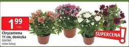 E.Leclerc Chryzantema doniczka 11 cm oferta