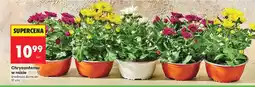 Biedronka Chryzantema w misie oferta