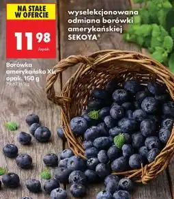 Biedronka Borówka amerykańska XL, opak. 150 g oferta