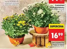 Biedronka Chryzantema Time w misie oferta
