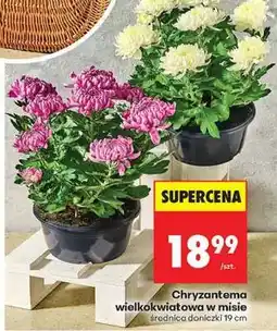 Biedronka Chryzantema wielkokwiatowa w misie oferta