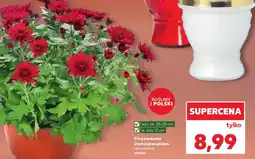 Kaufland Chryzantema Ok oferta