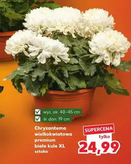 Kaufland Chryzantema Białe oferta