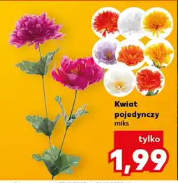 Kaufland Kwiat oferta