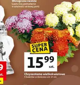 Auchan Chryzantema oferta