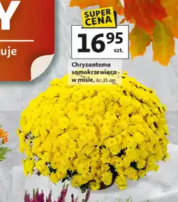 Auchan Chryzantema oferta