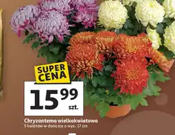 Auchan Chryzantema oferta