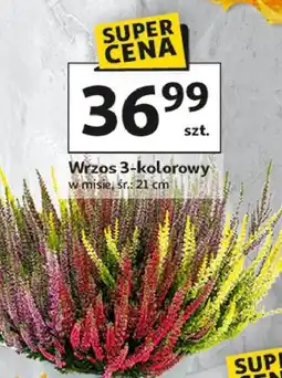 Auchan Wrzos 3-kolorowy oferta
