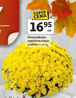 Auchan Chryzantema samokrzewiąca don. 21 cm oferta