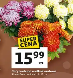 Auchan Chryzantema wielokwiatowa 17 cm oferta