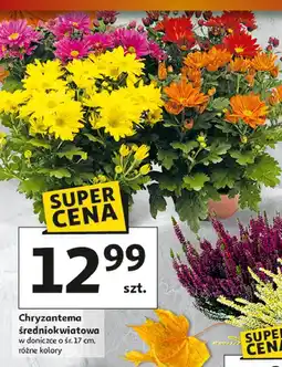 Auchan Chryzantema średniokwiatowa 17 cm oferta