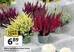 Auchan Wrzos premium oferta