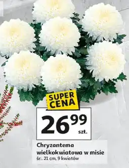 Auchan Chryzantema wielkokwiatowa w misie oferta