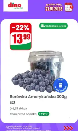 Dino Borówka Amerykańska Dino oferta