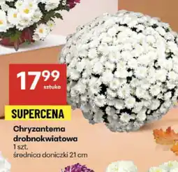 Delikatesy Centrum Chryzantema oferta