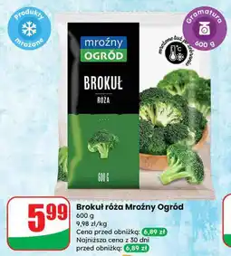 Dino Brokuł róża Mroźny Ogród oferta