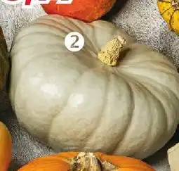 Kaufland Dynia nelson luzem Kaufland oferta