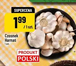 Polomarket Czosnek Harnaś oferta
