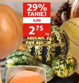 Auchan Dynia ozdobna oferta