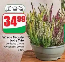 Dino Wrzos Beauty Lady Trio oferta