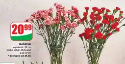 Dino Goździki oferta